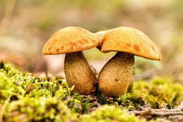 Fungi