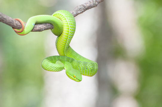 Ekiiwhagahmg snakes (snakes green) in the forests of Thailand