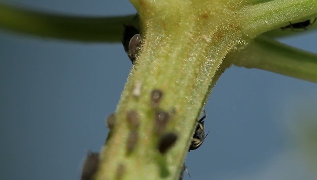 1080p, Macro Of Ants And Vine Lice On Leafs