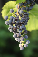 Grapes