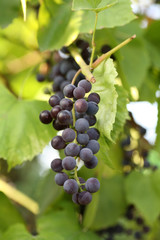 Grapes