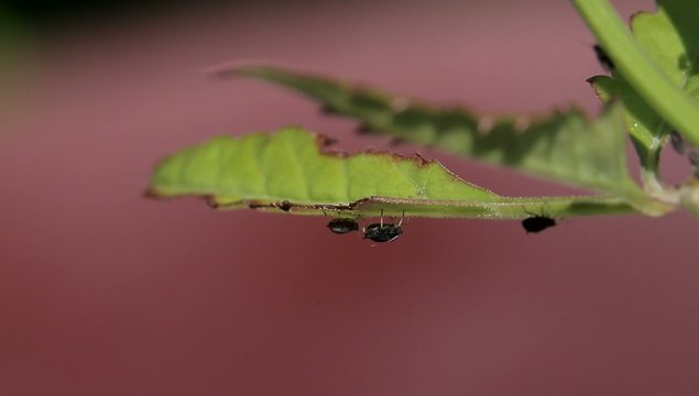 Macro Of Ants And Vine Lice On Leafs; native orig. camera output