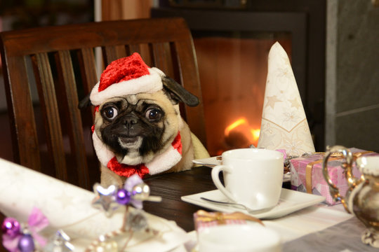 Weihnachten Mops