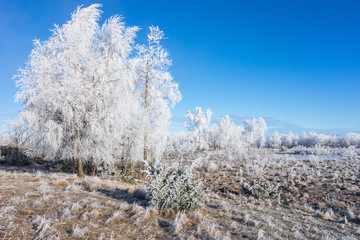 Hoarfrost covered grove