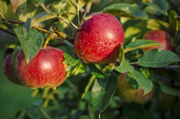 fresh red apples in the sunlight after a rain