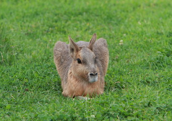 Patagonian mara