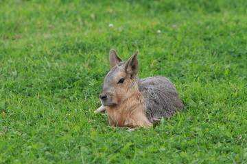 Patagonian mara