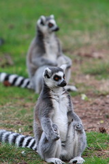 ring tailed lemur