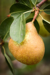 Ripe pear on the tree.