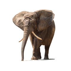 Fototapeta na wymiar Elephant isolated on white