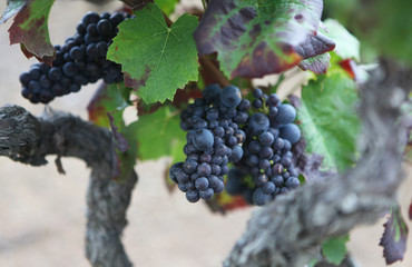 pied de vigne raisins noir