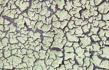 Texture of the old cracked paint