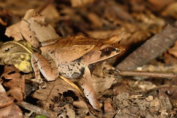 Fototapeta premium Horned frog