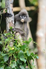Dusky leaf monkey