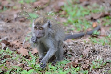 Long tail macaque