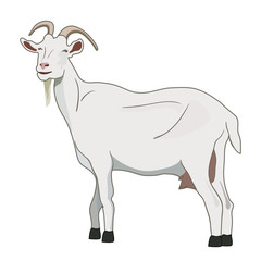 Goat vector