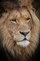 male lion head