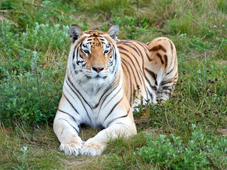 Naklejka na ściany i meble Bengal tiger (Panthera tigris tigris)