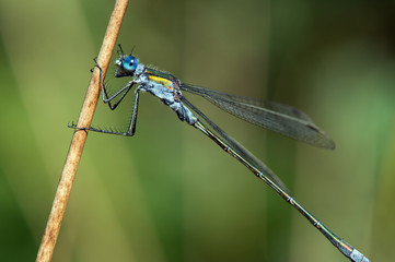 Damselfly