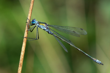 Damselfly