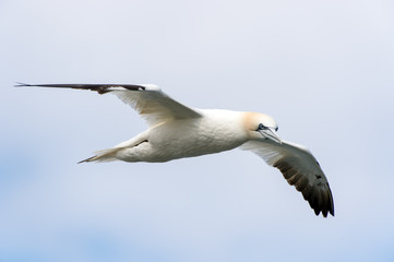 Gannet