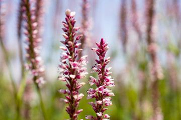 Flowers Knotweed or Polygonaceae in Netherlands.