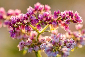 Fototapeta premium Buckwheat field in Blossom