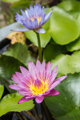 Obraz premium Lotus flower and Lotus flower plants