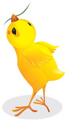 Chicken with a blade of grass