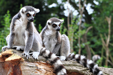 Fototapeta premium two lemur monkeys are resting