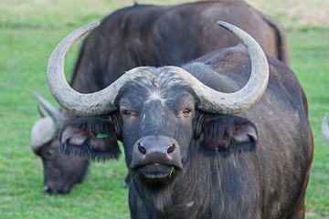Naklejka premium african buffalo