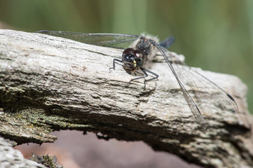 Dragonfly