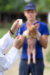 Piglet vaccination