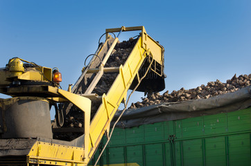 Sugar beets harvesting