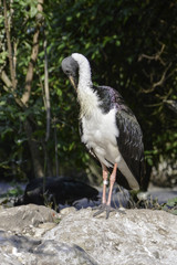 Straw-necked ibis (Threskiornis spinicollis) cleaning feathers
