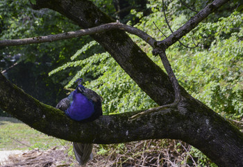 Peacock sleeping on a tree branch