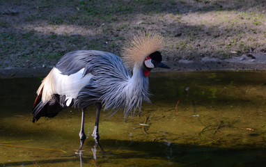 Crowned crane in a pond with wet feathers