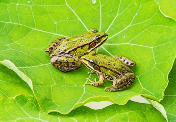 Fototapeta na wymiar rana esculenta - common european green frogs on a dewy leaf