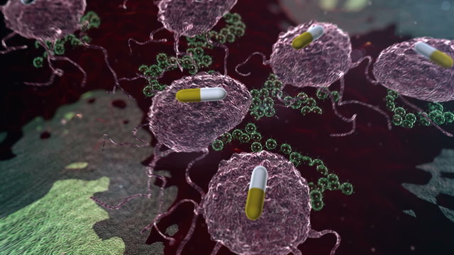 Phagocyte and antibiotic