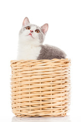 Fototapeta na wymiar British shorthair cat on a white background. british cat isolate