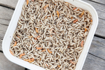 Larva di Mosca Carnaria