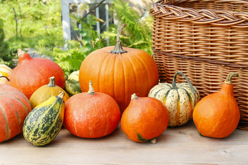 Pumpkins on wooden table in the garden