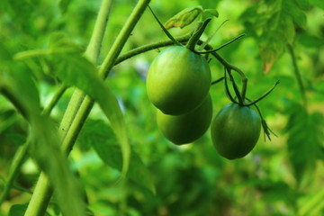 green tomato