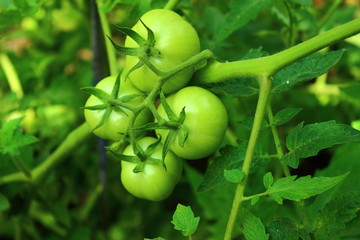 tomatoes on a branch