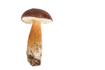 Fresh forest mushrooms (Boletus badius) isolated on white backgr - obrazy, fototapety, plakaty