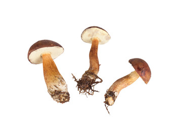 Three fresh forest mushrooms (Boletus badius) isolated on white