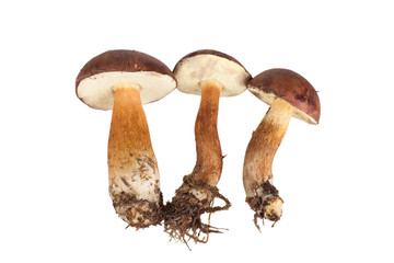 Fresh three forest mushrooms (Boletus badius) isolated on white