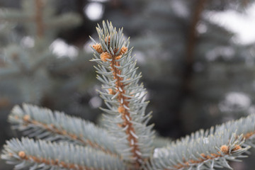 Naklejka na ściany i meble Silver fir tree closeup needles on blurry background