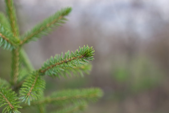 Green fir tree needles on blurred background
