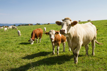 Fototapeta na wymiar Brown and white dairy cows and bulls in pasture